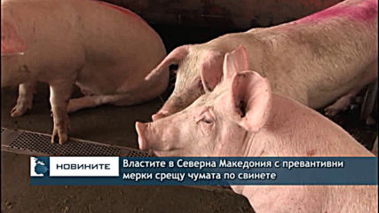 Властите в Северна Македония с превантивни мерки срещу чумата по свинете