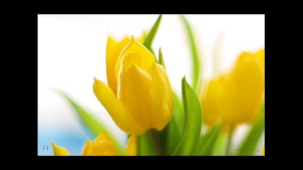 The Beauty of Spring 