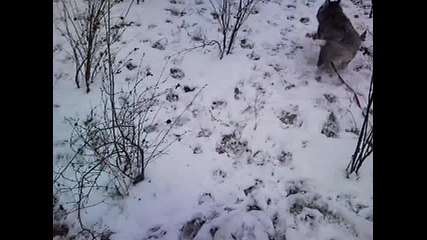 hyski 