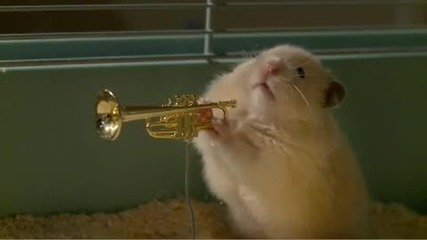 The drench Clever Hamsters jazz band 