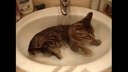 къпеща се котка