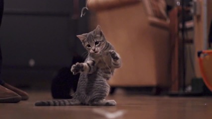 Bonus Vid_ Kittens Droppin' Beats