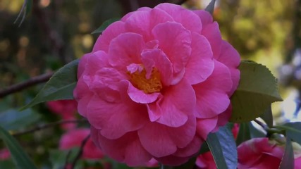 Ernesto Cortazar - Adoro-no Se Tu-contigo Aprendi - Camellia Flowers