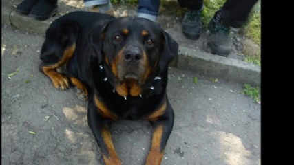 My Favourite Dogs