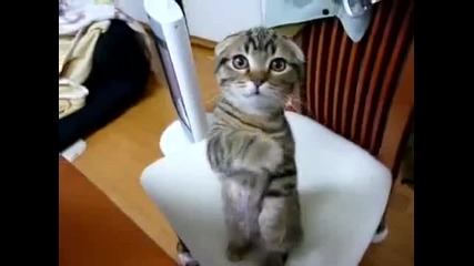 Сладко котенце надушва вечеря :) 
