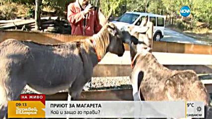 Първият приют за магарета отваря врати днес