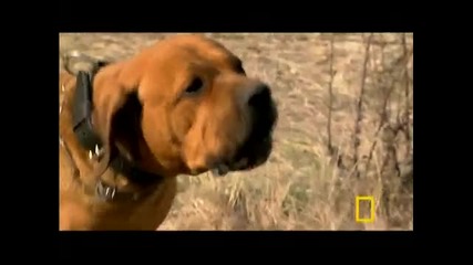 Dog Attack Styles