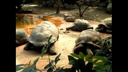 Големи костенурки!