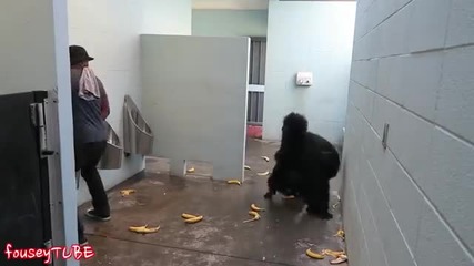 Скрита Камера - горила в тоалетната
