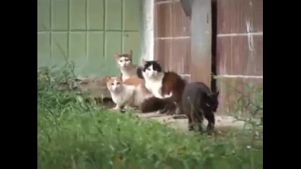 Плъх напада котки
