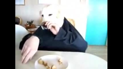 Закусването на човекът - куче 