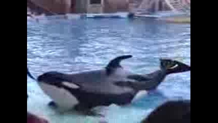 Шоу с китове