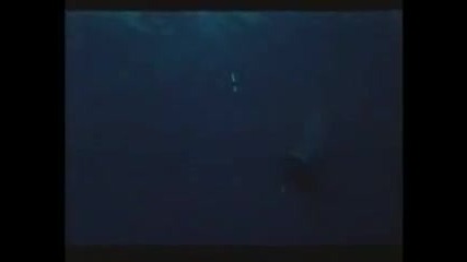 The Last Shark (1981)