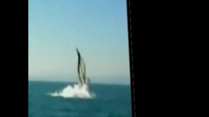 Кит разбива яхта Whale hits Yacht