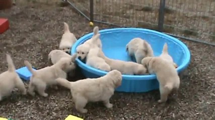 Малки Кученца търсят вода