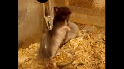 Moiti Hamsteri