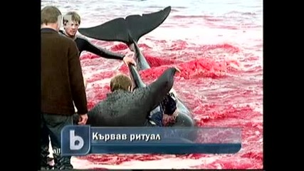 избиват делфини на фарьовските острови!!! 