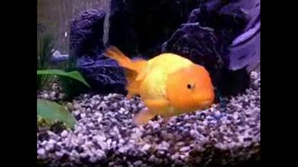 Златна Рибка Си Сменя Цвета