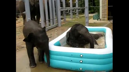 Слончета се забавляват в басейн с вода