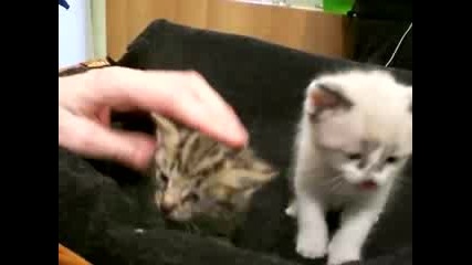 Две Сладки Котенца 