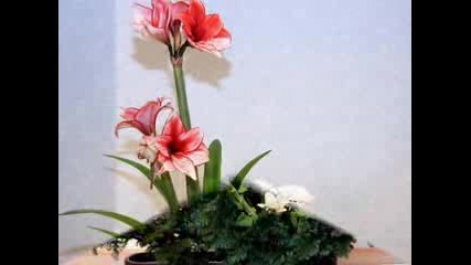 Ikebana & Flower arrangements 