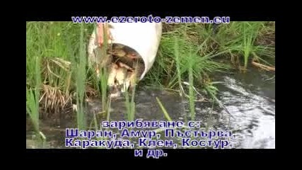 Зарибяване на Езерото - гр.земен