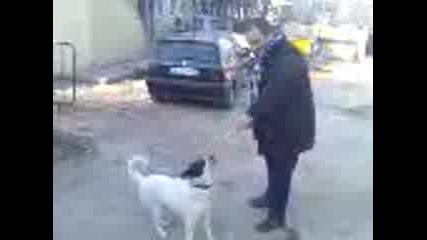 Лиса И Бат Жоро