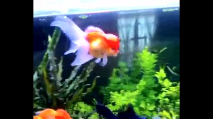 my goldfish planted tank 