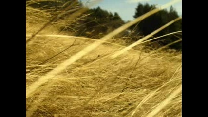 Sting - Fields Of Gold