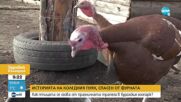 Историята на пуйката Джими: Как птицата „избяга” от тавата и се превърна в атракция в Бургас