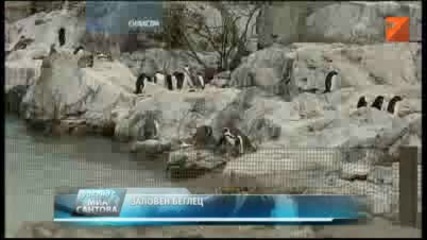 Заловиха пингвин беглец... след 82 дни на свобода