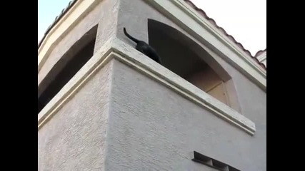 невероятно катерене на коте по стена 
