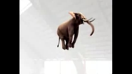 Слон скача на трамплин и прави салта! 