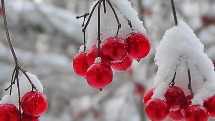 Гр. Белый День - Галина - Растет калина