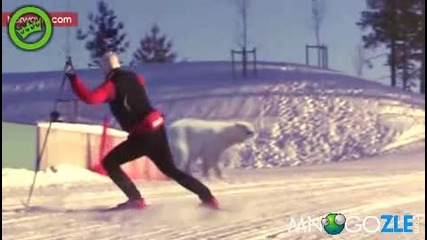 Защо норвежците са толкова бързи на ски