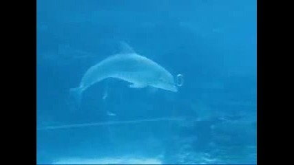 Делфини играят с балончета 