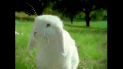 Най - Безобидното Зайче Байче На Земята