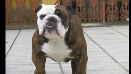The Beatles - Hey Bulldog