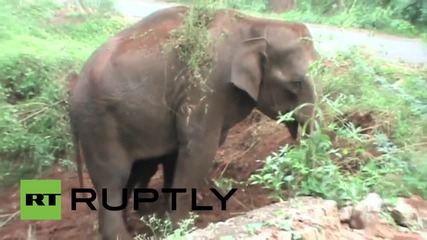 India: Mother elephant nudges newborn baby to freedom after giving birth in ditch