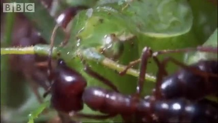 Grasshoppers vs driver ants - Ant Attack - Bbc wildlife 