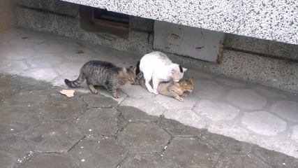 Котки