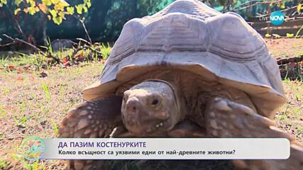 Малцина знаят за спасителния център за костенурки в с. Баня - „На кафе” (15.11.2023)