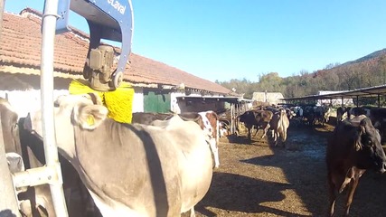 Крави на масаж