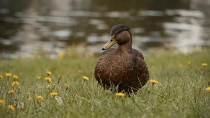 Panasonic Gh1 (опростен) видео мостра 