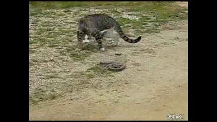 Котка Срещу Змия ! 