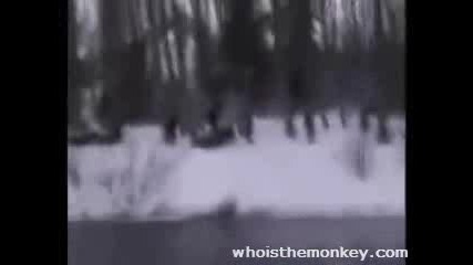 Яко Пребиване В Дърво