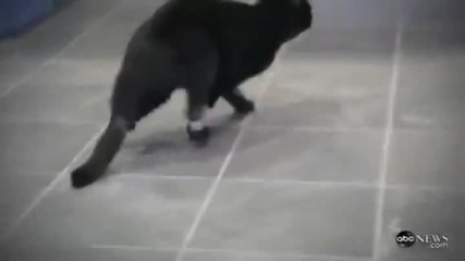 The Bionic Cat 