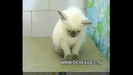 Гладен Съм (смях)