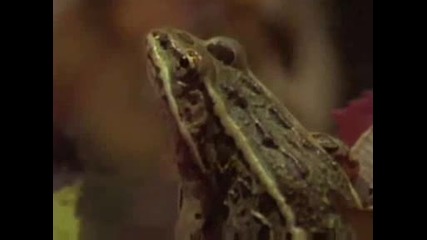 National Geographic - Northern Leopard Frog