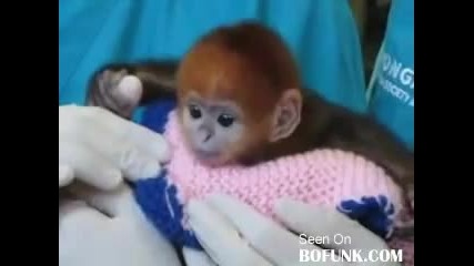 бебе маймуна